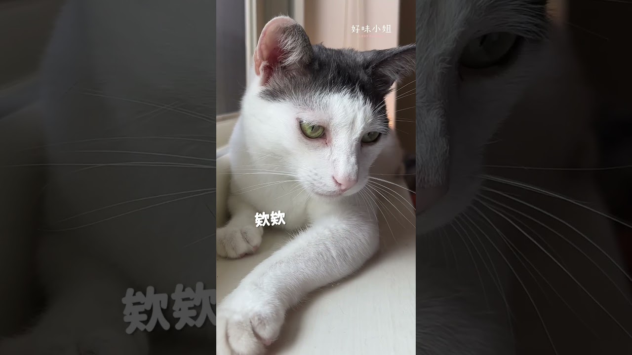 咬是拒絕也是愛啦🥰 #cat #貓咪日常 #貓咪 #寵物 縮圖