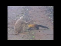 Yellow-throated martens launch a ferocious attack on a langur.