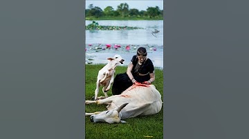 Zombie Attacked Mother Cow🧟#shorts #zombie #puppy #revenge #humanity #trending #success #wildlife