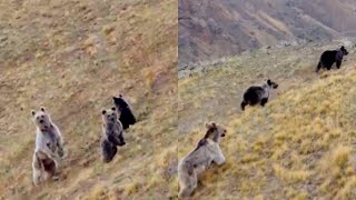 Bear family in Turkey