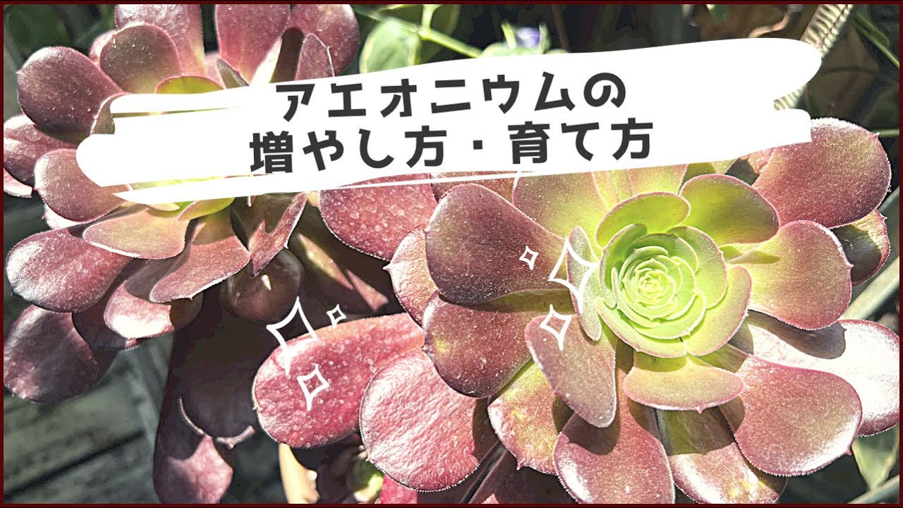多肉植物】わかりやすい！アエオニウムの増やし方・育て方【くまパン