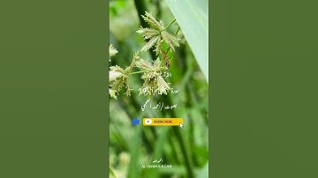 سورة النمل الآية 19 بصوت عذب مريح /أحمد العجمي #القرآن_الكريم #quran #religion #surah #الله