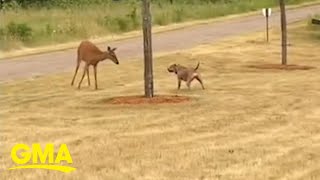 This pit bull and mama deer are adorable BFFs