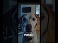 “ Si tu perro mira a la puerta vacía… atento “ #shortvideo