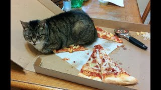 😺 Кому пиццу подогреть?! 🐈 Смешное видео с котами и котятами для хорошего настроения! 😸