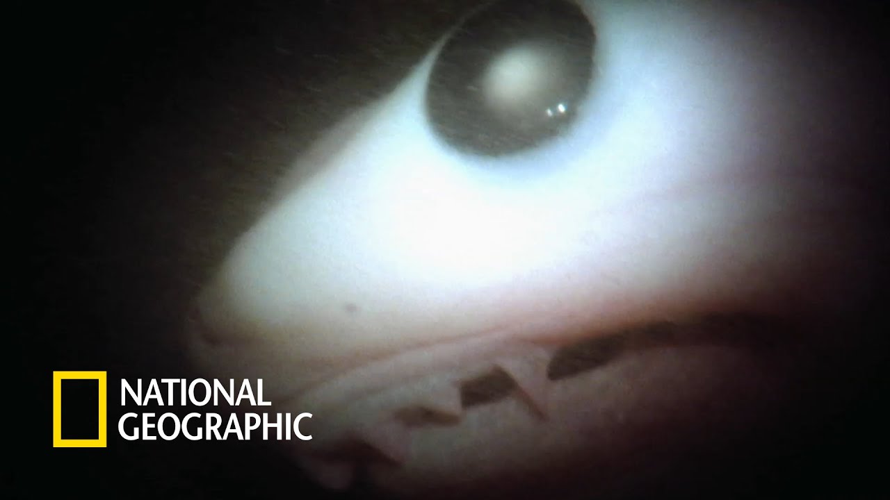 ⁣자궁 안에서 형제들을 잡아먹는 모래뱀상어 출생의 비밀