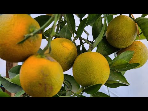 Video: ¿Por qué se dan naranjas en el medio tiempo?