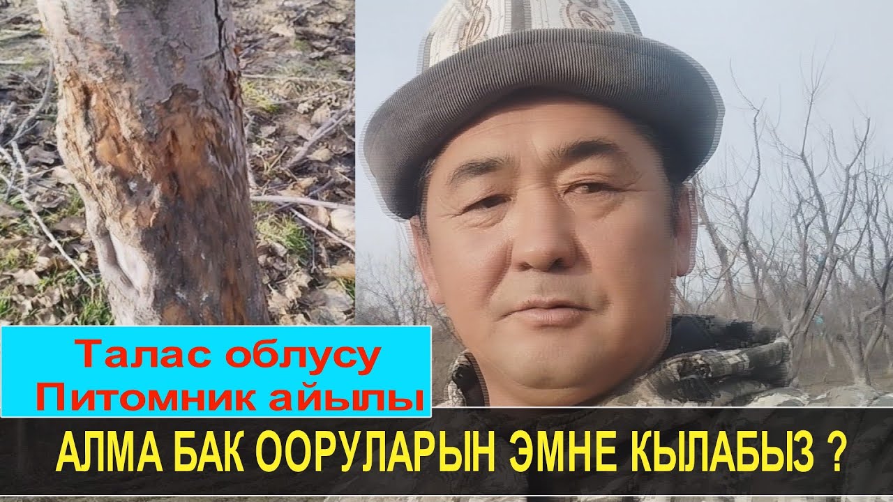 АЛМА БАК ООРУЛАРЫН БИЛИП АЛЫҢЫЗ☝️☝️☝️ Талас облусу, Айтматов району ...