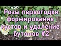 Розы первогодки - кустовые, флорибунда, плетистые Удаление бутонов, обрезка и формирование кустов.