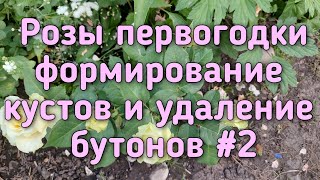 Розы первогодки - кустовые, флорибунда, плетистые Удаление бутонов, обрезка и формирование кустов.