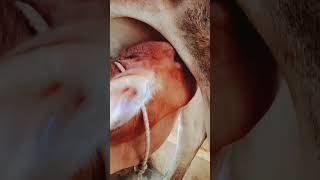 cow baby 🍼💖💖#animals #foryou @ Scenic Scenes @VDS Monkey 222 @ Facts with Deepak