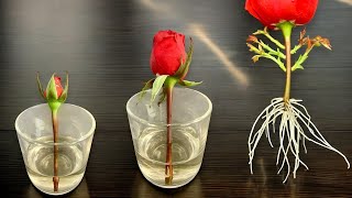 Just Water Red Roses Suddenly Take Root Like Crazy And Bloom All Year Round