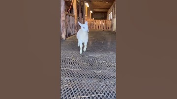 Funny goats dance videos 🤩🤩🤩😱🤩🤩