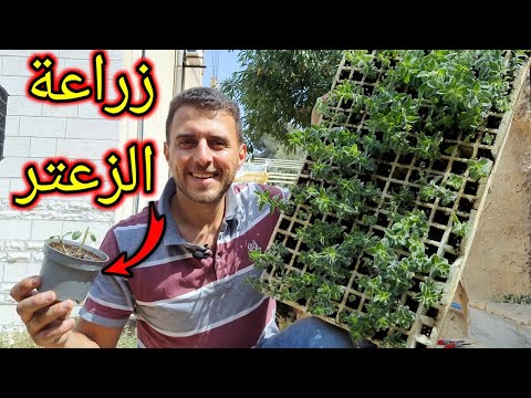 فيديو: معلومات عن زراعة الزعتر في الداخل