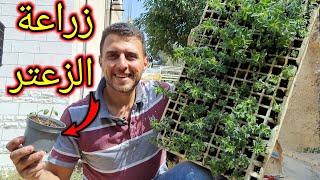 طريقة زراعة الزعتر في المنزل growing marjoram ?