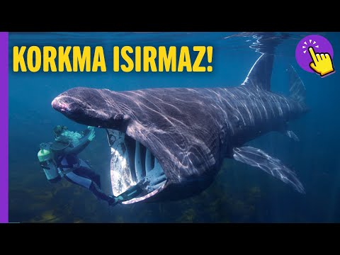 EN KORKUTUCU AMA TEHLİKESİZ 7 HAYVAN TÜRÜ