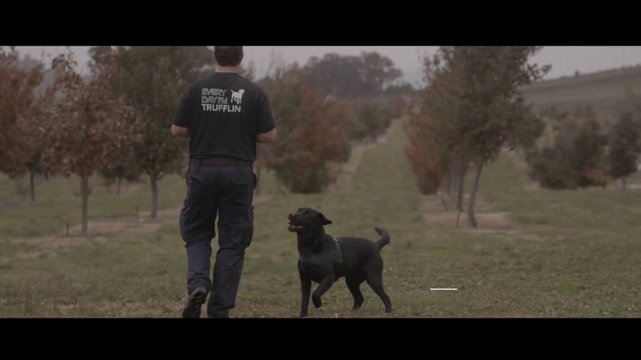 Truffle Hunt in Canberra YouTube