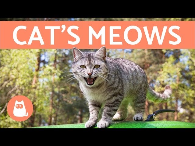 What Do Different Cat Sounds Mean? - Bossy Paws