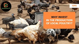 Tips:  Why invest in the production of local poultry?