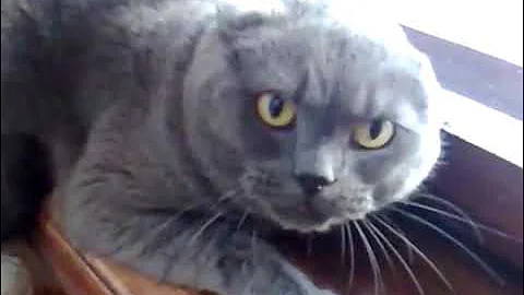 If a cat likes to sleep on the keyboard, then in a...