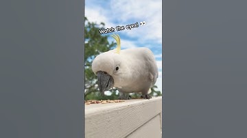 Cockatoo vs human: a staring contest but who wins?