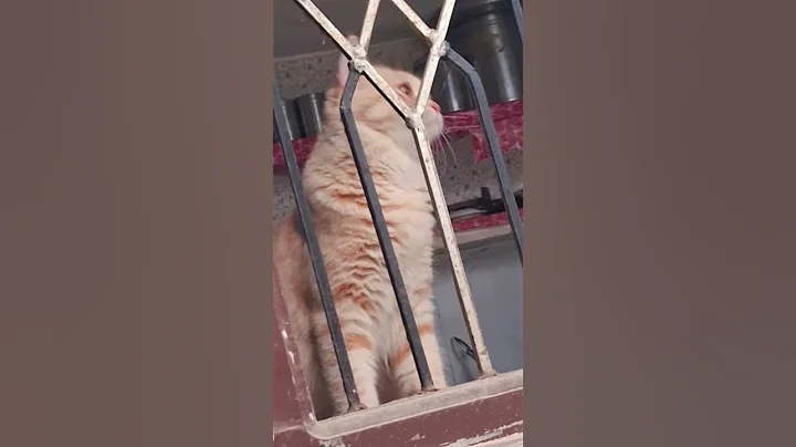 Watch the video about My Persian cat orgi#catvideos#catcute#cat#cute#catlovers#catshorts#kittenlove#cuteanimal#catplaying