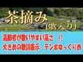 【高齢者向け】「茶摘み」大正元年 歌入り。