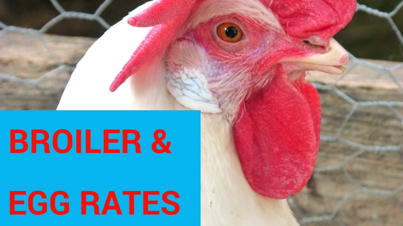 Up And All India Broiler Rates Poultry Farming Hindi Rates Youtube