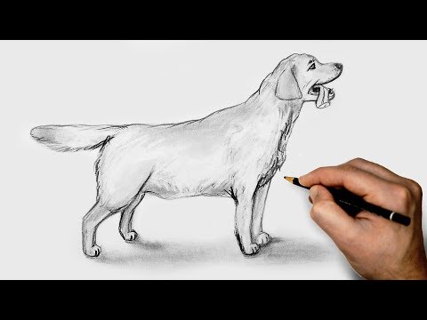 Как нарисовать Собаку карандашом Подробный урок для начинающих /How to draw a dog