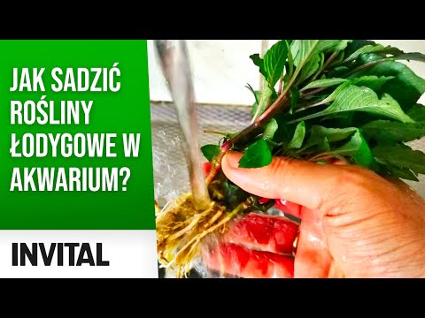 Wideo: Jak Sadzić Rośliny W Wiszącym Koszu