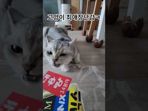 비닐봉지 좋아!!! #고양이일상#바스락