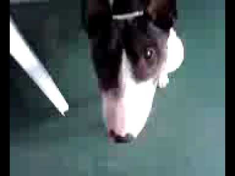 Bull Terrier Dog