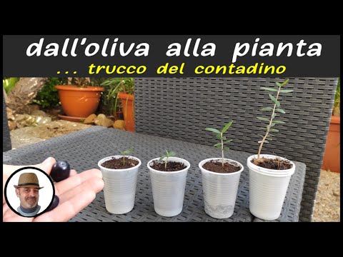 Video: Puoi coltivare un nocciolo di oliva: coltivare ulivi dai pozzi