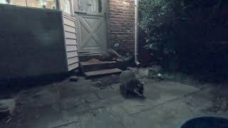 👀 WATCH RACCOONS &amp; FOXES EATING FOOD! 👀