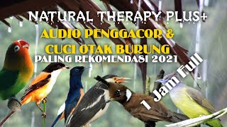 Audio therapy cuci otak pada burung kicau/Natural Therapy plus /Smart Mastering For bird