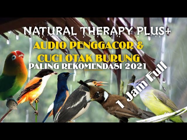 Audio therapy cuci otak pada burung kicau/Natural Therapy plus+/Smart Mastering For bird class=