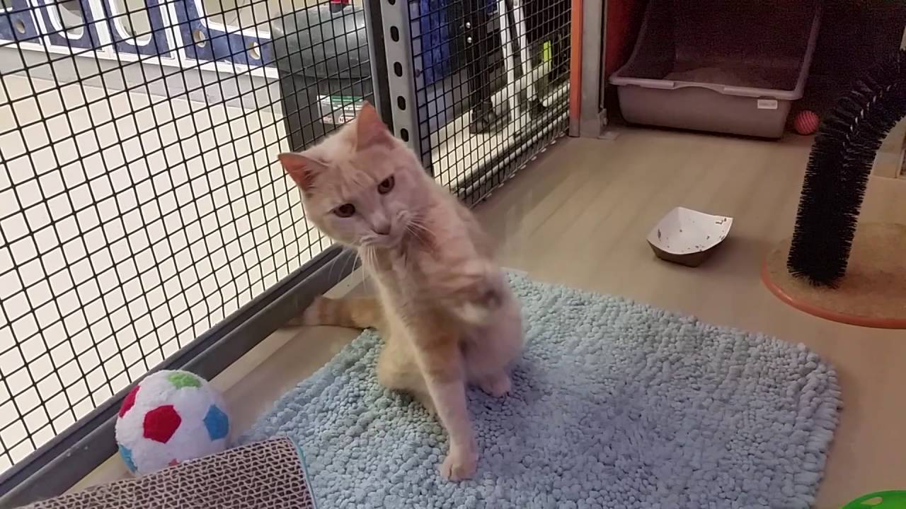 petco hours Bella