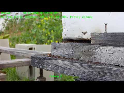 BeeCam from Painted Peacock Manor