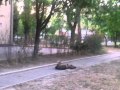 Видео очевидца. Травля собак в Южном.