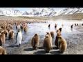 30 Minutes of Perfect Penguin Moments | BBC Earth