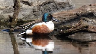 Early Spring Birding: Northern Shovelers (Spatula clypeata) #duck