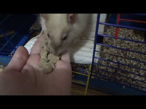 Кукурузный наполнитель - наш выбор! Выращиваем витамины для грызунов Кукурузный наполнитель - наш выбор! Выращиваем витамины для грызунов