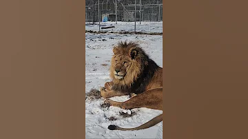 Jan 2024 2 Simba V 