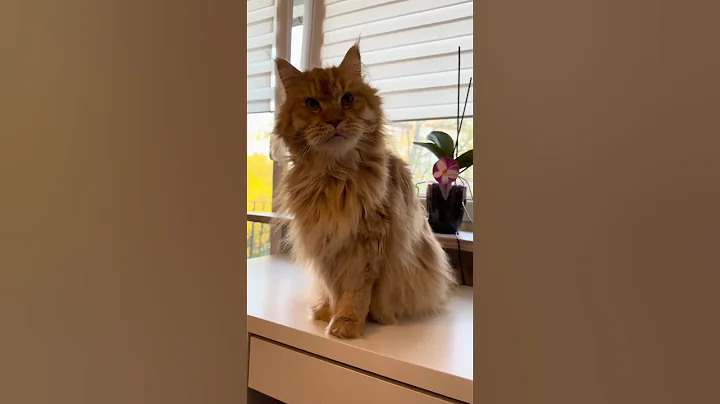 Watch the video about Marcin Maine Coon purr😻❤️#cat #mainecoon #cute #animals #shortvideo #pets #viralvideo #shorts #love