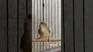 Flamboyan Gacor flamboyangacor flamboyan nyuling werganjawa masteran birds pancinganflamboyan