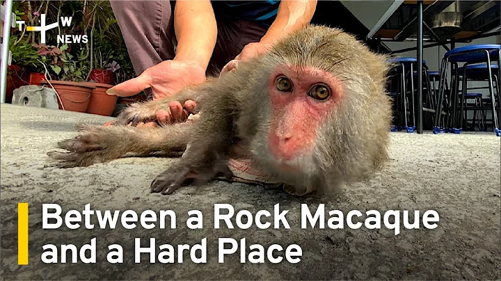 Between a Rock Macaque and a Hard Place: Taiwan's ...