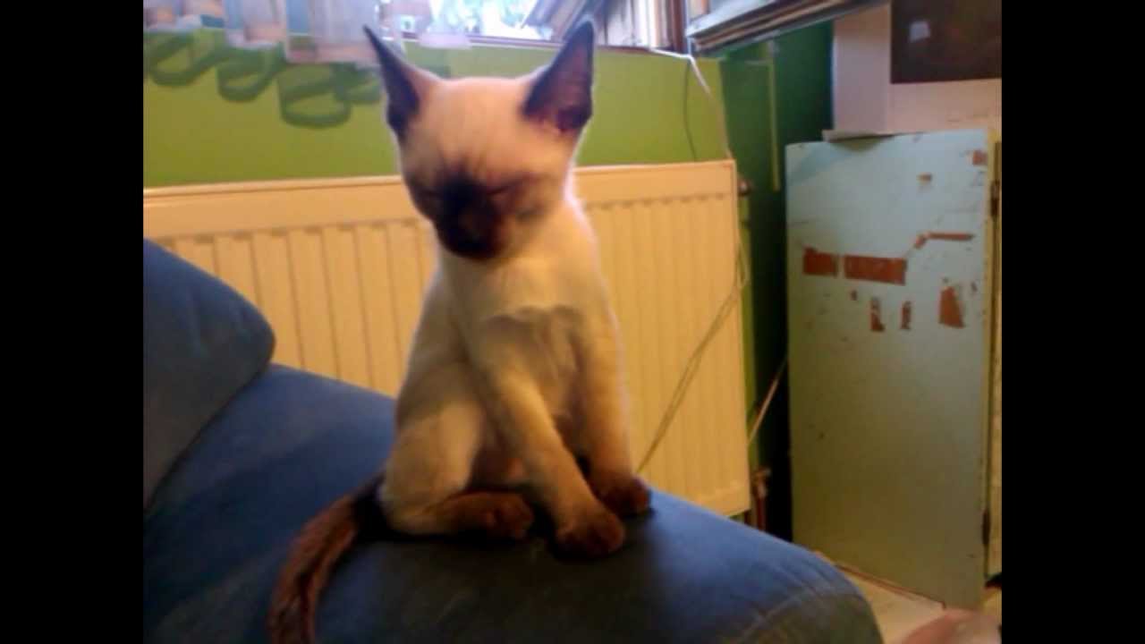 Cat falls asleep standing up YouTube