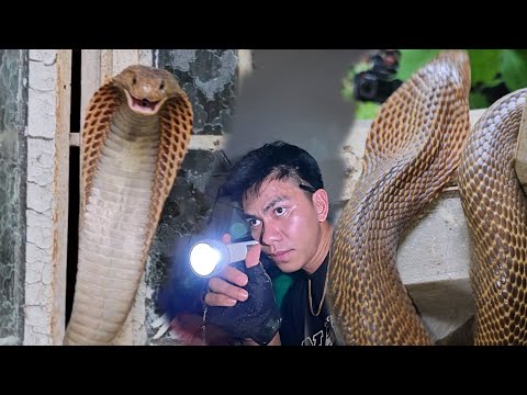 PINAHIRAPAN ANG GRUPO NI COBRA PRINCE