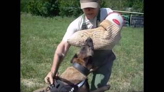 Malinois Lucy Au Travail