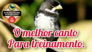 Canto para coleiro, o melhor para treinamento e esquentar .